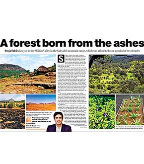 A forest born from the ashes