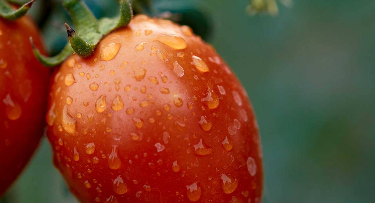 monsoon-diet-5-foods-to-to-avoid