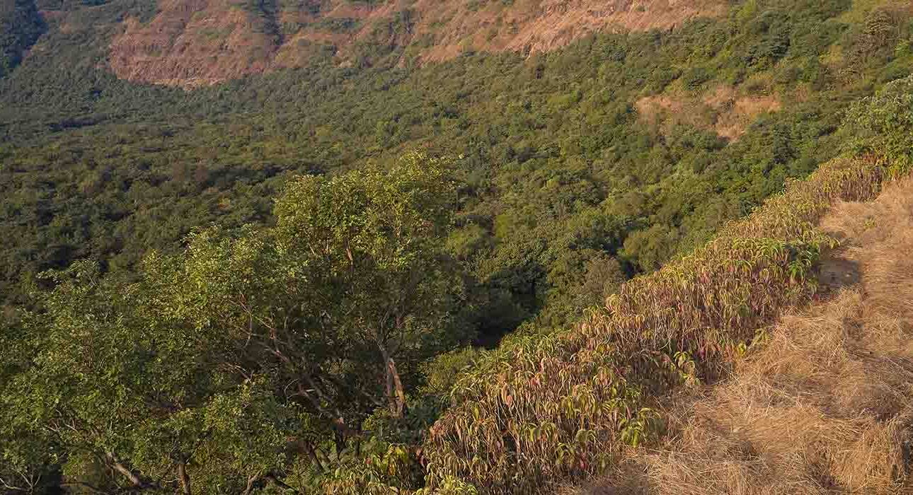 health benefits of hiking