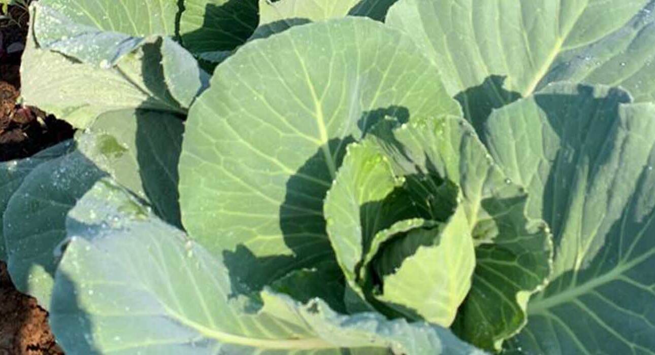 health benefits of organic farming
