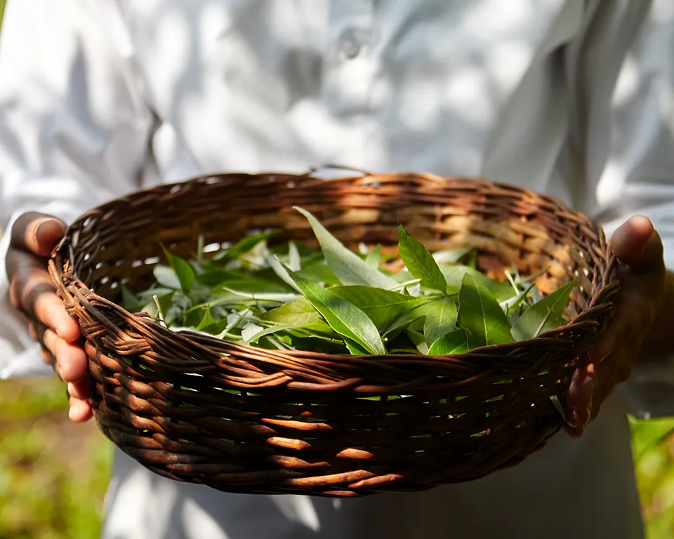 naturopathy -dharana way of life